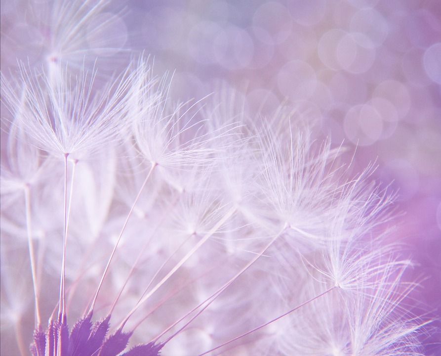 dandelion-923221_960_720 - copie